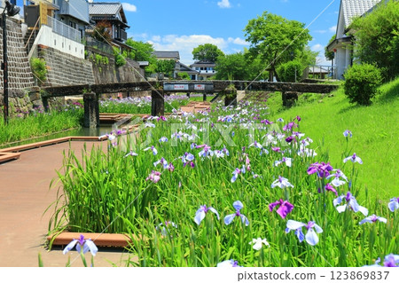[熊本縣] 陽光明媚的日子，高瀨浦川海濱綠地公園的鳶尾花 123869837
