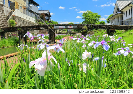 [Kumamoto Prefecture] Irises at Takaseura River Waterfront Park on a sunny day 123869842