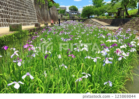[Kumamoto Prefecture] Irises at Takaseura River Waterfront Park on a sunny day 123869844