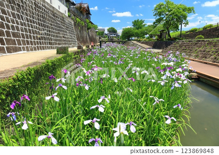 [熊本縣] 陽光明媚的日子，高瀨浦川海濱綠地公園的鳶尾花 123869848