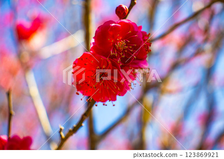 【京都風光】梅宮大社:紅白梅花齊放 【京都風光】梅宮大社:紅白梅花齊放 123869921