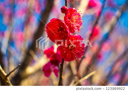 [Kyoto Scenery] Umemiya Taisha Shrine: Red and white plum blossoms bloom together 123869922