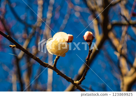 [Kyoto Scenery] Umemiya Taisha Shrine: Red and white plum blossoms bloom together 123869925