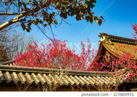 [Kyoto Scenery] Umemiya Taisha Shrine: Red and white plum blossoms bloom together 123869933