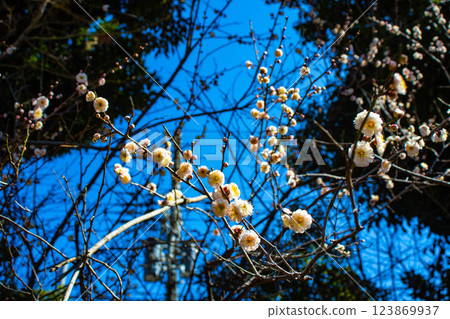 [Kyoto Scenery] Umemiya Taisha Shrine: Red and white plum blossoms bloom together 123869937