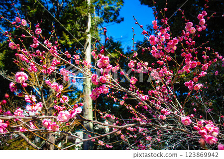 【京都風光】梅宮大社：紅白梅花齊放 123869942
