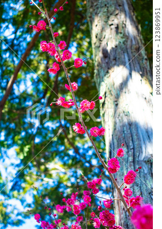 【京都風光】梅宮大社：紅白梅花齊放 123869951