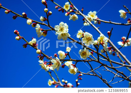 【京都風光】梅宮大社:紅白梅花齊放 【京都風光】梅宮大社:紅白梅花齊放 123869955