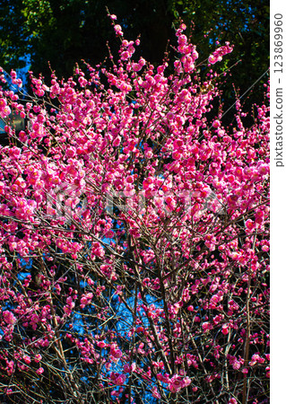 【京都風光】梅宮大社：紅白梅花齊放 123869960