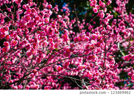 [Kyoto Scenery] Umemiya Taisha Shrine: Red and white plum blossoms bloom together 123869962
