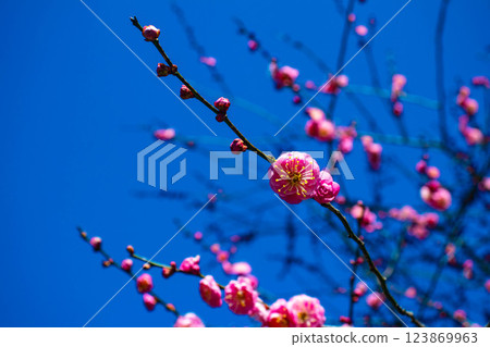 [Kyoto Scenery] Umemiya Taisha Shrine: Red and white plum blossoms bloom together 123869963
