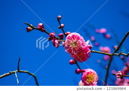 【京都風光】梅宮大社:紅白梅花齊放 【京都風光】梅宮大社:紅白梅花齊放 123869964