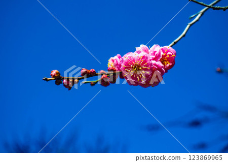 【京都風光】梅宮大社:紅白梅花齊放 【京都風光】梅宮大社:紅白梅花齊放 123869965