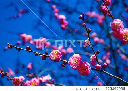 【京都風光】梅宮大社:紅白梅花齊放 【京都風光】梅宮大社:紅白梅花齊放 123869966