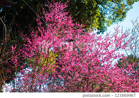 [Kyoto Scenery] Umemiya Taisha Shrine: Red and white plum blossoms bloom together 123869967