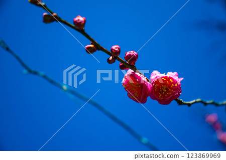 【京都風光】梅宮大社:紅白梅花齊放 【京都風光】梅宮大社:紅白梅花齊放 123869969