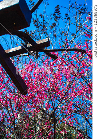 [Kyoto Scenery] Umemiya Taisha Shrine: Red and white plum blossoms bloom together 123869975