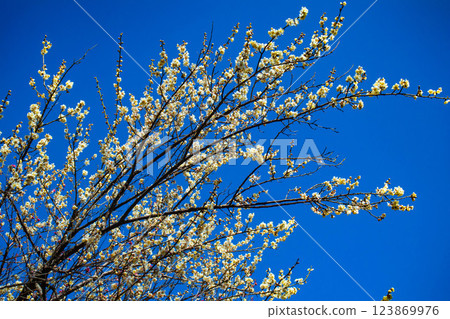 [Kyoto Scenery] Umemiya Taisha Shrine: Red and white plum blossoms bloom together 123869976