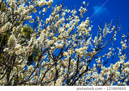 [Kyoto Scenery] Umemiya Taisha Shrine: Red and white plum blossoms bloom together 123869988