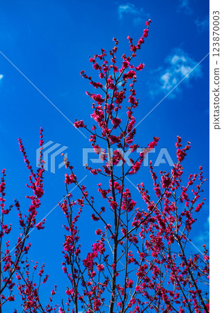 [Kyoto Scenery] Umemiya Taisha Shrine: Red and white plum blossoms bloom together 123870003