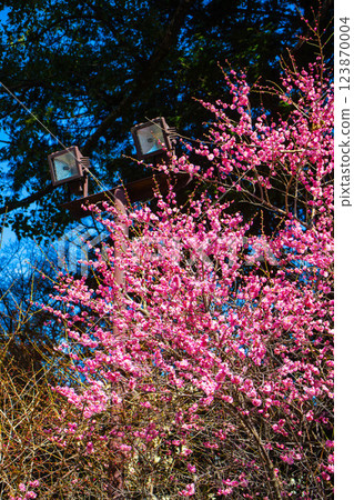 [Kyoto Scenery] Umemiya Taisha Shrine: Red and white plum blossoms bloom together 123870004