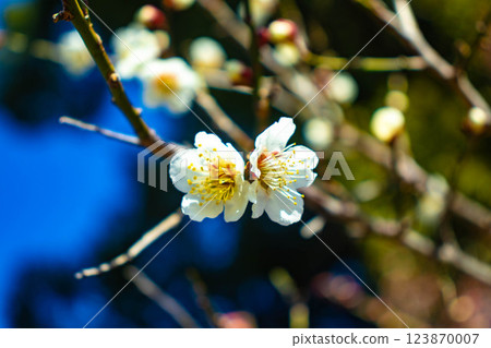 【京都風光】梅宮大社：紅白梅花齊放 123870007