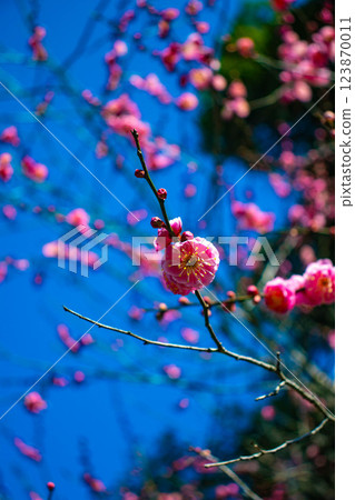 [Kyoto Scenery] Umemiya Taisha Shrine: Red and white plum blossoms bloom together 123870011
