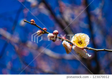 [Kyoto Scenery] Umemiya Taisha Shrine: Red and white plum blossoms bloom together 123870012