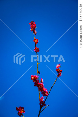 [Kyoto Scenery] Umemiya Taisha Shrine: Red and white plum blossoms bloom together 123870016