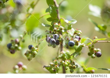 Blueberry 123870131