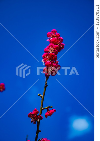 【京都風光】梅宮大社：紅白梅花齊放 123870211