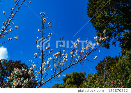[Kyoto Scenery] Umemiya Taisha Shrine: Red and white plum blossoms bloom together 123870212