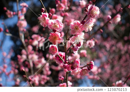 【京都風光】梅宮大社:紅白梅花齊放 【京都風光】梅宮大社:紅白梅花齊放 123870213