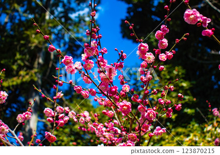 [Kyoto Scenery] Umemiya Taisha Shrine: Red and white plum blossoms bloom together 123870215