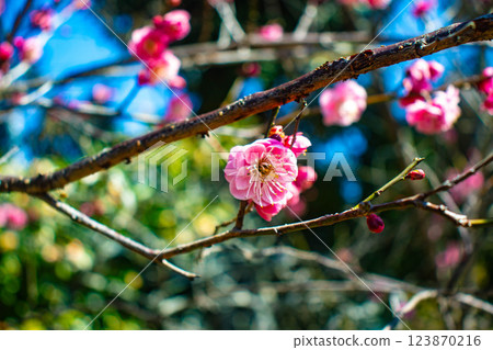 [Kyoto Scenery] Umemiya Taisha Shrine: Red and white plum blossoms bloom together 123870216