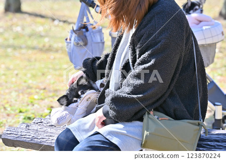 A woman walking her dog, a Chihuahua in a dog bag A woman walking her dog, a Chihuahua in a dog bag 123870224