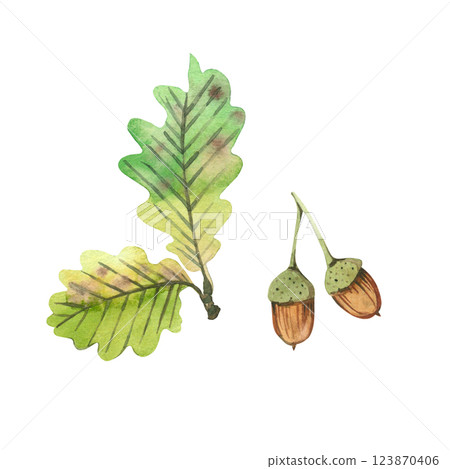 Two acorns and green oak leaves on a branch, all objects are hand-painted with watercolors on a white background. Watercolor illustration. For postcards, invitations, for book and magazine design. 123870406