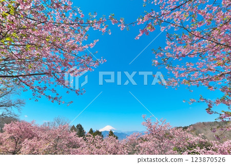 從大井夢之鄉眺望的景色：盛開的河津櫻花和富士山 123870526