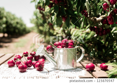 Still life of cherries in small tin can on table in garden 123870547