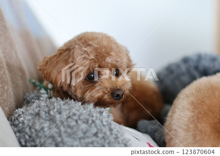 toy poodle  123870604