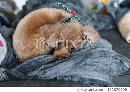 toy poodle  123870606