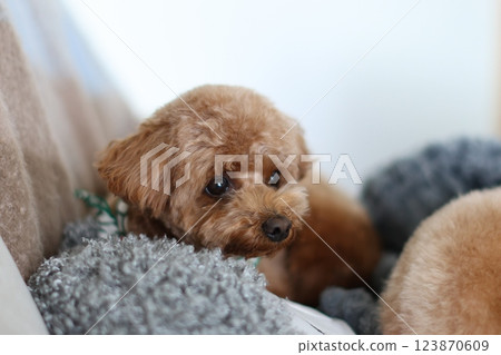 玩具貴賓犬 123870609