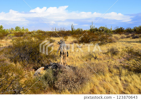 Landscape Sonora Desert Arizona Landscape Sonora Desert Arizona 123870643