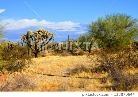 Landscape Sonora Desert Arizona Landscape Sonora Desert Arizona 123870644
