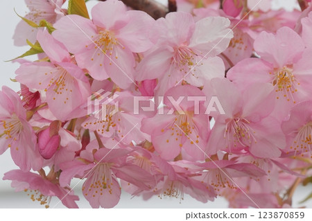Cute pink early-blooming cherry blossoms in full bloom Cute pink early-blooming cherry blossoms in full bloom 123870859