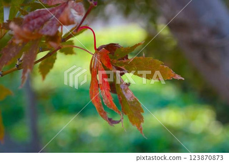 Autumn leaves illuminated by the sunlight 123870873