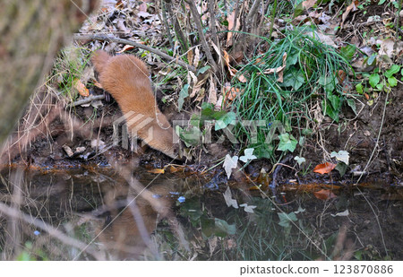 生活在水邊的黃鼠狼 123870886