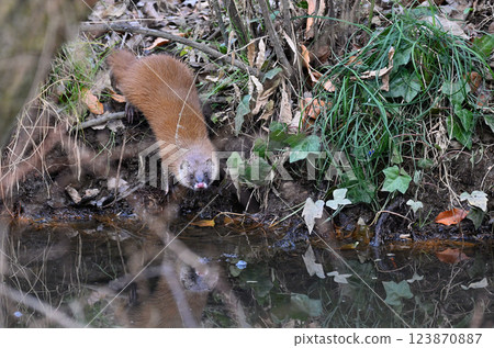 生活在水邊的黃鼠狼 123870887