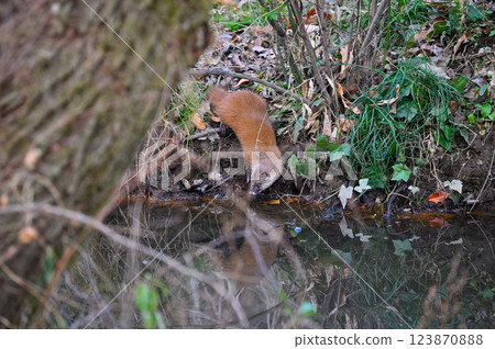 Weasel that lives near water 123870888