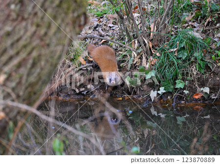生活在水邊的黃鼠狼 123870889